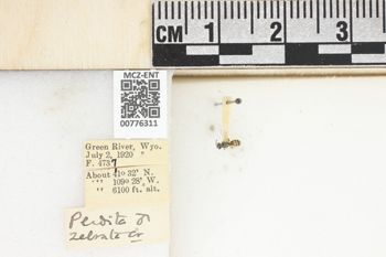 Media type: image;   Entomology 776311 Aspect: Labels